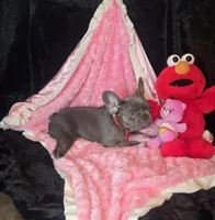Lilac Tiny Tinsel, a female French Bulldog for sale in Lubbock, TX – 10 of 10