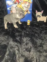 RUBBLE. LILAC TAN boy, a male French Bulldog for sale in Lubbock, TX – 2 of 10
