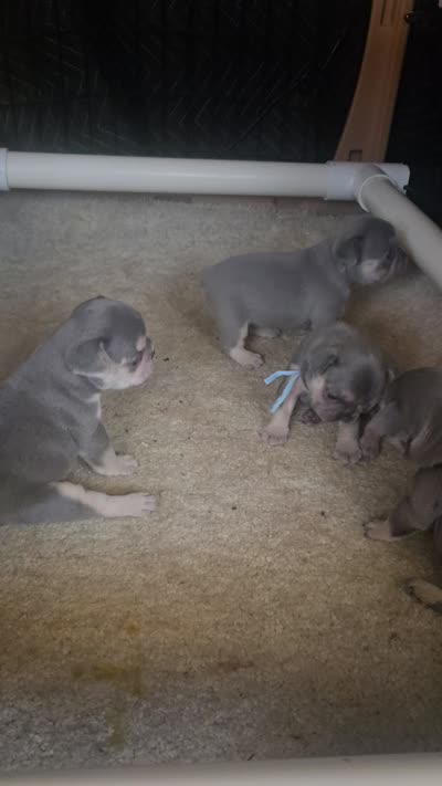 RUBBLE. LILAC TAN, a male French Bulldog for sale in Lubbock, TX – 8 of 8