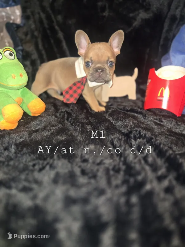 TAZ M1  Blue Fawn  – French Bulldog puppy for sale in Lubbock, TX