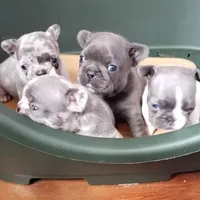 Blue Merle, a female French Bulldog for sale in Lubbock, TX – Photo 3 of 5