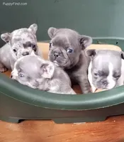 Blue Merle, a female French Bulldog for sale in Lubbock, TX – Photo 3 of 5