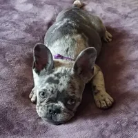 Blue Merle, a female French Bulldog for sale in Lubbock, TX – Photo 1 of 5