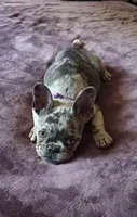 Blue Merle, a female French Bulldog for sale in Lubbock, TX – Photo 1 of 5