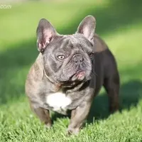 Blue Merle, a female French Bulldog for sale in Lubbock, TX – Photo 5 of 5