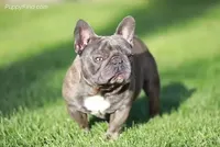 Blue Merle, a female French Bulldog for sale in Lubbock, TX – Photo 5 of 5