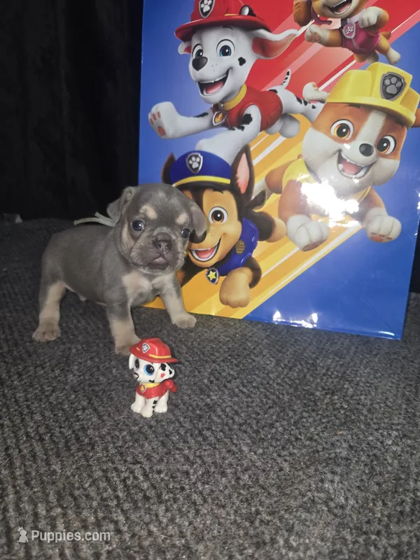 MARSHALL  Lilac Tan – French Bulldog puppy for sale in Lubbock, TX