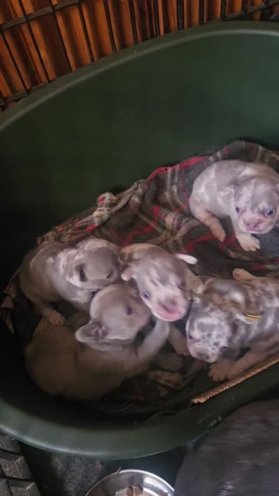 GM1 Lilac Merle Fluffy, a female French Bulldog for sale in Lubbock, TX – 8 of 9