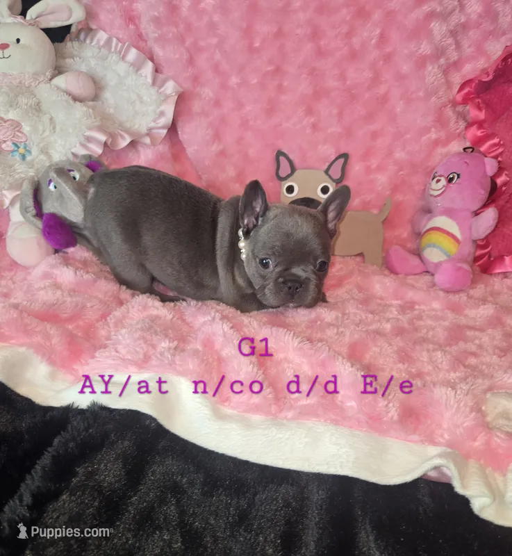 Taz G1  Blue – French Bulldog puppy for sale in Lubbock, TX