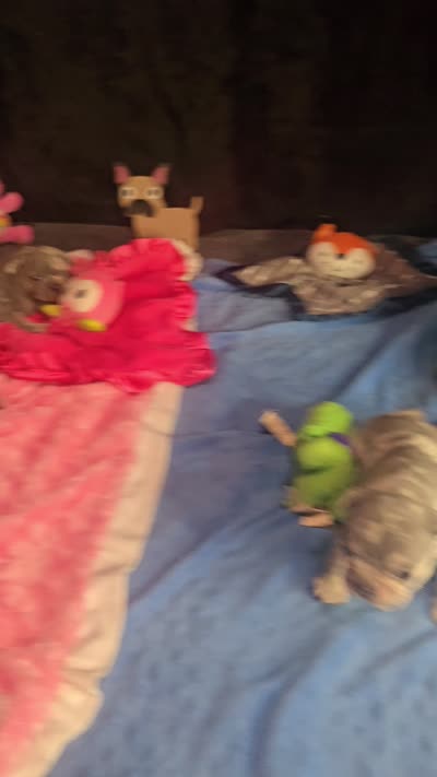 GL2 LILAC FLUFFY  full tan, a female French Bulldog for sale in Lubbock, TX – 8 of 8