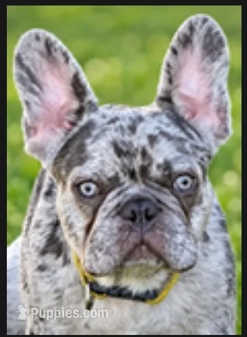 Santa KLAUS Lilac Merle Fluffy  – French Bulldog puppy for sale in Lubbock, TX