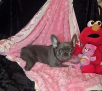 Lilac Tiny Tinsel, a female French Bulldog for sale in Lubbock, TX – 9 of 10