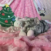 Lilac Merle Sleigh, a female French Bulldog for sale in Lubbock, TX – Photo 4 of 7