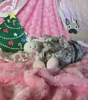 Lilac Merle Sleigh, a female French Bulldog for sale in Lubbock, TX – Photo 4 of 7