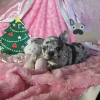 Lilac Merle Sleigh, a female French Bulldog for sale in Lubbock, TX – Photo 2 of 7