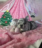 Lilac Merle Sleigh, a female French Bulldog for sale in Lubbock, TX – Photo 2 of 7