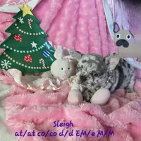 Lilac Merle Sleigh, a female French Bulldog for sale in Lubbock, TX – Photo 1 of 7