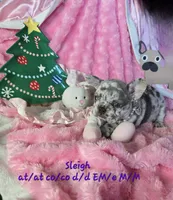 Lilac Merle Sleigh, a female French Bulldog for sale in Lubbock, TX – Photo 1 of 7