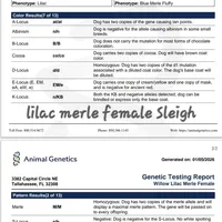 Lilac Merle Sleigh, a female French Bulldog for sale in Lubbock, TX – Photo 7 of 7