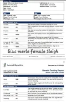 Lilac Merle Sleigh, a female French Bulldog for sale in Lubbock, TX – Photo 7 of 7