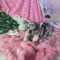 Lilac Merle Sleigh, a female French Bulldog for sale in Lubbock, TX – Photo 3 of 7