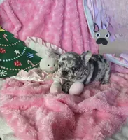 Lilac Merle Sleigh, a female French Bulldog for sale in Lubbock, TX – Photo 3 of 7