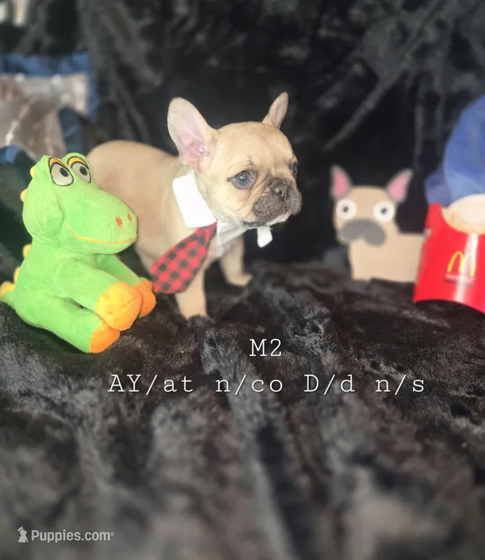 TAZ M2. BL Blk Fawn  – French Bulldog puppy for sale in Lubbock, TX