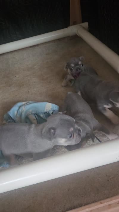 Chase. LILAC  TAN, a male French Bulldog for sale in Lubbock, TX – 8 of 9