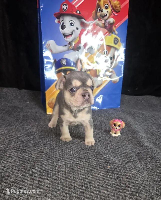 SKYE   Lilac Tan  – French Bulldog puppy for sale in Lubbock, TX