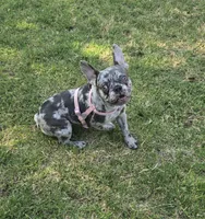 Gravy Lilac Merle  Tan Sleigh, a female French Bulldog for sale in Lubbock, TX – 9 of 10