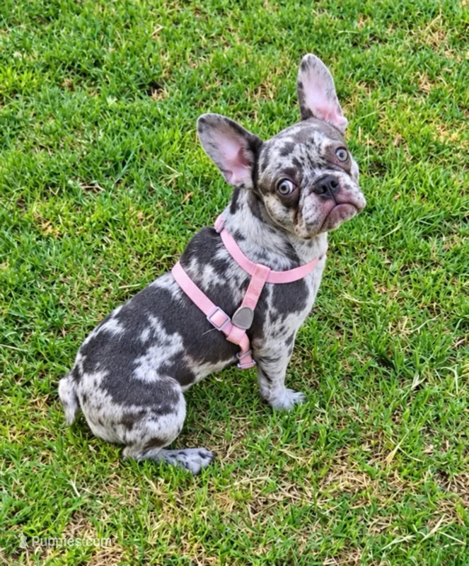 Gravy Lilac Merle  Tan Sleigh – French Bulldog puppy for sale in Lubbock, TX