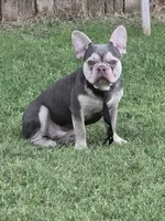 RUBBLE. LILAC TAN, a male French Bulldog for sale in Lubbock, TX – 6 of 8