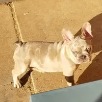 Lilac Merle, a male French Bulldog for sale in Lubbock, TX – Photo 6 of 7