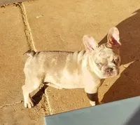 Lilac Merle, a male French Bulldog for sale in Lubbock, TX – Photo 6 of 7