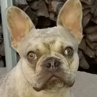 Lilac Merle, a male French Bulldog for sale in Lubbock, TX – Photo 1 of 7