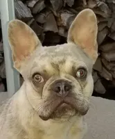 Lilac Merle, a male French Bulldog for sale in Lubbock, TX – Photo 1 of 7