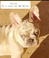 Lilac Merle, a male French Bulldog for sale in Lubbock, TX – Photo 7 of 7