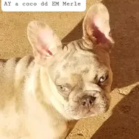 Lilac Merle, a male French Bulldog for sale in Lubbock, TX – Photo 3 of 7