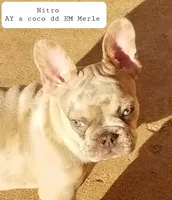 Lilac Merle, a male French Bulldog for sale in Lubbock, TX – Photo 3 of 7