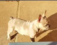 Lilac Merle, a male French Bulldog for sale in Lubbock, TX – Photo 5 of 7