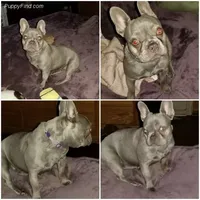 Lilac Merle, a male French Bulldog for sale in Lubbock, TX – Photo 4 of 7