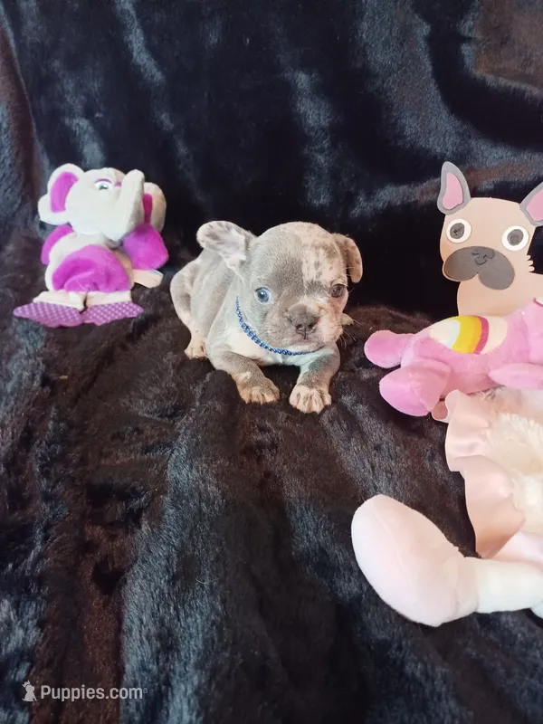 GM2 Lilac Merle Girl – French Bulldog puppy for sale in Lubbock, TX