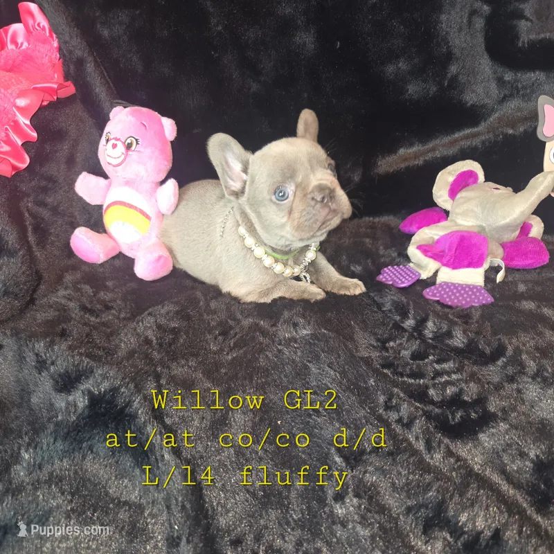 GL2 LILAC FLUFFY  full tan – French Bulldog puppy for sale in Lubbock, TX