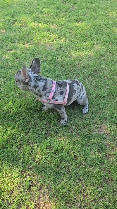Gravy Lilac Merle  Tan Sleigh, a female French Bulldog for sale in Lubbock, TX – 10 of 10