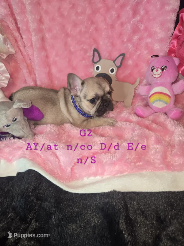 Taz G2  Blue Fawn – French Bulldog puppy for sale in Lubbock, TX