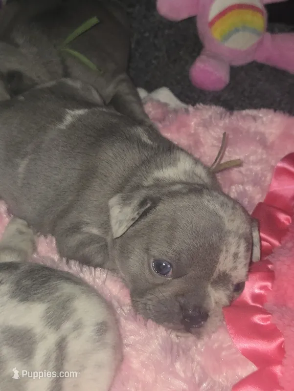 GM2 Lilac Merle Girl – French Bulldog puppy for sale in Lubbock, TX
