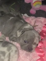 GM2 Lilac Merle Girl, a female French Bulldog for sale in Lubbock, TX – 1 of 8