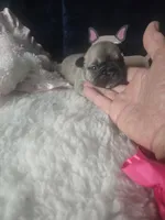 Taz G2  Blue Fawn, a female French Bulldog for sale in Lubbock, TX – 2 of 6