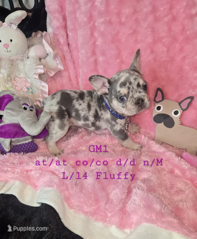 GM1 Lilac Merle Fluffy – French Bulldog puppy for sale in Lubbock, TX