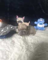 TAZ M1  Blue Fawn , a male French Bulldog for sale in Lubbock, TX – 2 of 6